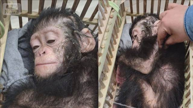 乗客の荷物から赤ちゃんチンパンジー3匹発見　密輸か　カイロ国際空港