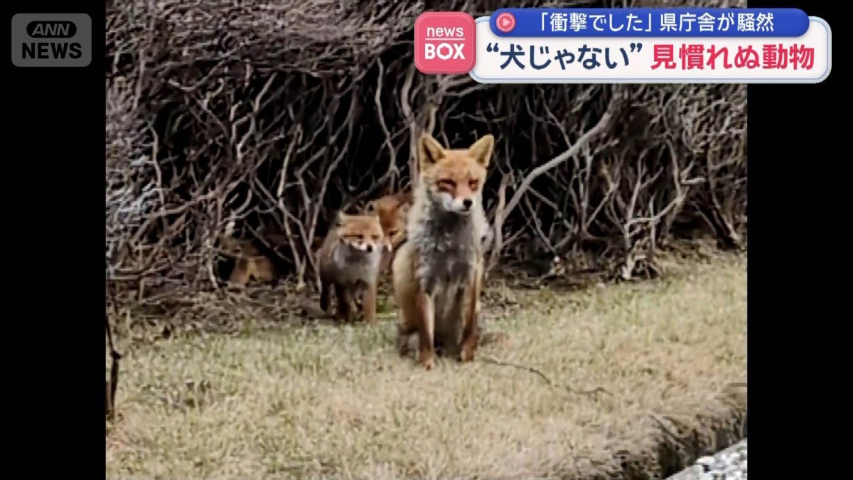 犬じゃない”見慣れぬ動物 「衝撃でした」県庁舎が騒然