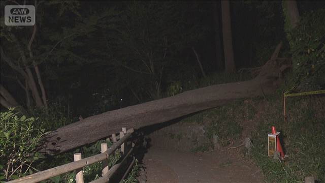 杉並区の善福寺公園でクヌギの木が倒れる　けが人なし　周辺は立入禁止に