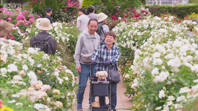 GW最終日　横浜の街を彩るバラが見ごろ