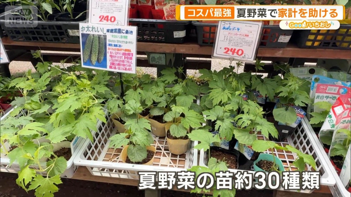 コスパ最強 数百円の苗が10倍価値に 家計を助ける夏の家庭菜園【グッド