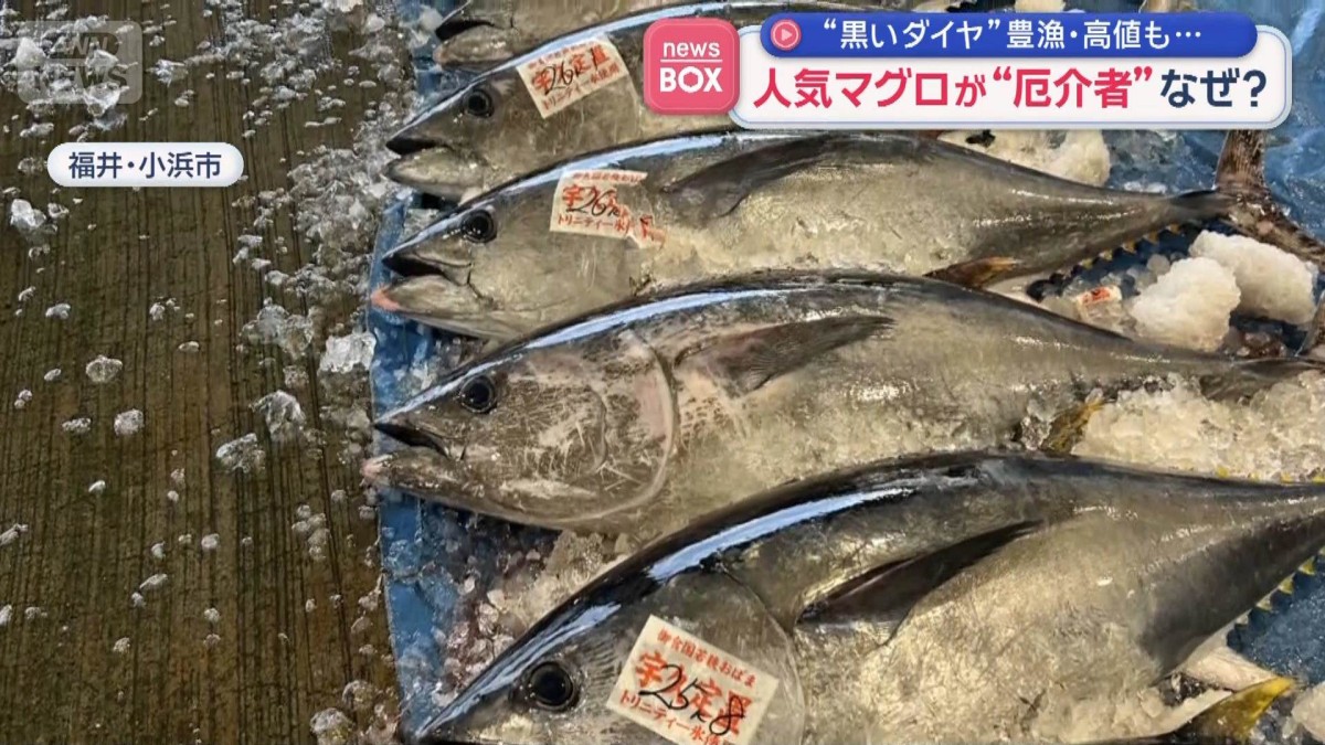 “黒いダイヤ”豊漁・高値も…　人気マグロが“厄介者”なぜ？