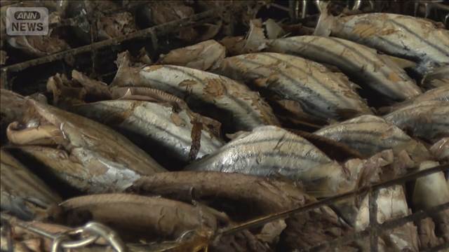 かつお節名産地で20社以上休業　中東情勢で漁船燃料費高騰しカツオに転嫁
