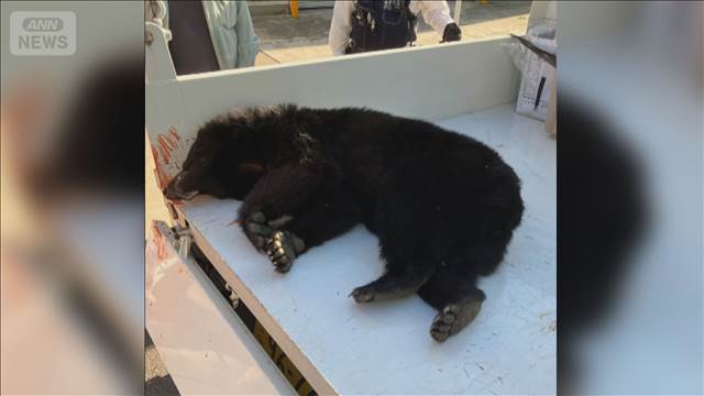 クマ駆除に青森で初の緊急銃猟　クマ襲撃か岩手で山菜取り女性遺体