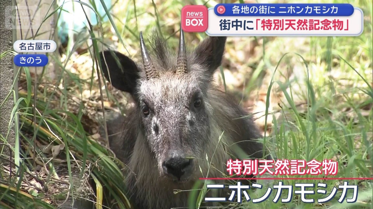 日本の動物 天然記念物 なぜ？街中に「特別天然記念物」 各地の街でニホンカモシカ目撃
