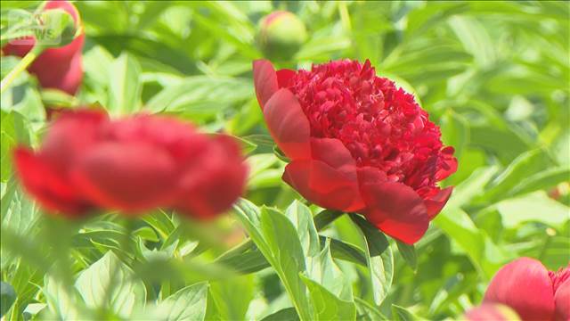 「母の日」に人気の花シャクヤク　摘み取り体験　色鮮やかな景色も　富山市