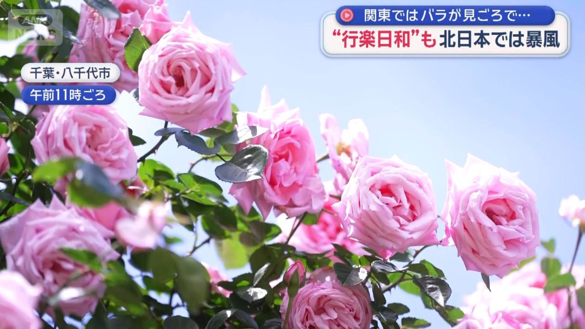 “行楽日和”も北日本では暴風　関東ではバラが見ごろで…観光地は多くの人出