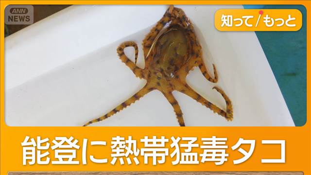 石川県の漁港で熱帯生息の猛毒ヒョウモンダコ発見　生息域拡大か　かまれると死ぬ恐れ