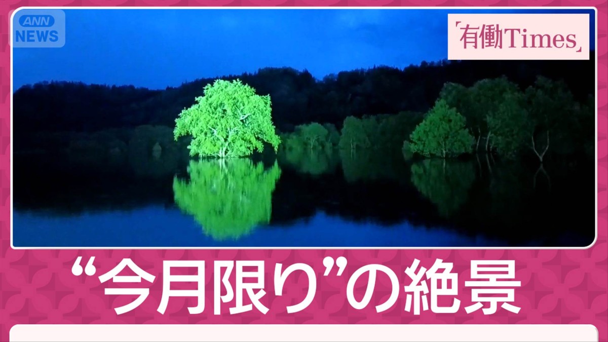 春限定“幻の絶景”山形県白川湖の「水没林」朝霧×雪解け水×新緑が生み出す奇跡