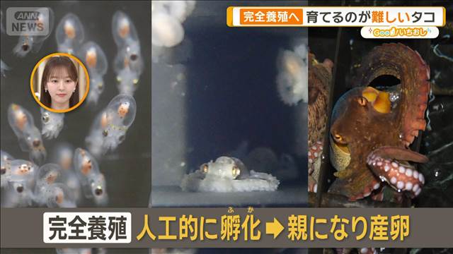 育てるのが難しいタコの陸上完全養殖　東海大学が世界初快挙へ【グッド！いちおし】