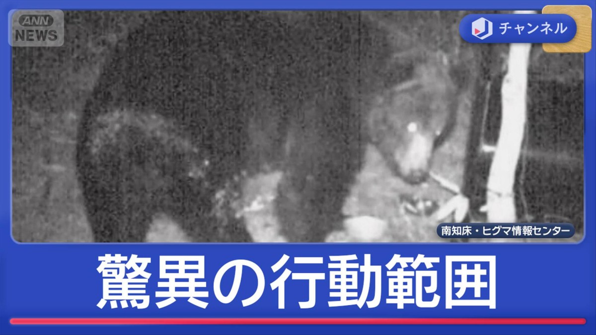 住宅街の防カメにクマ…“驚異の行動範囲”とは