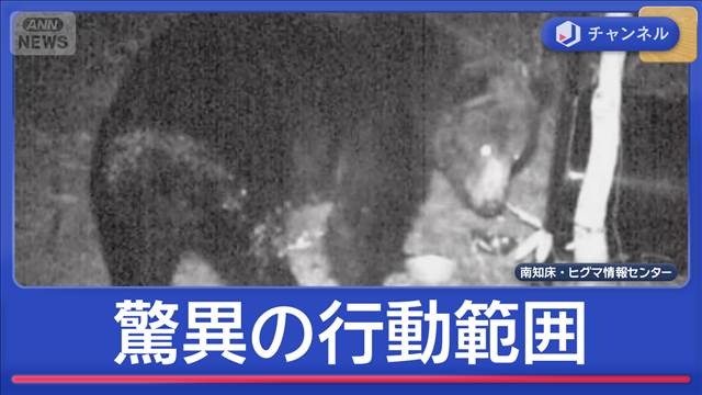 住宅街の防カメにクマ…“驚異の行動範囲”とは