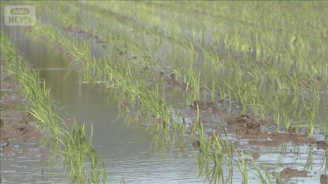 コメ生産に異業種参入相次ぐ　担い手不足解消めざし、アイリスオーヤマ社長が田植え