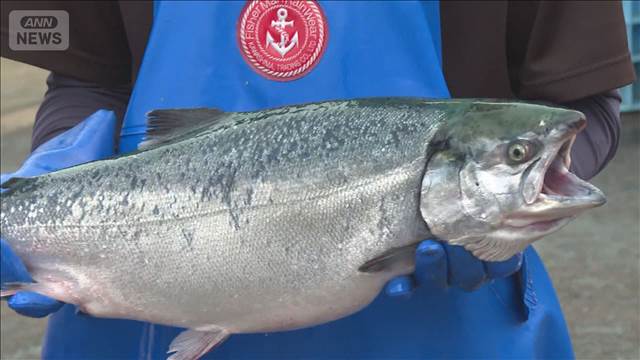 脂の乗りよし　養殖「佐渡サーモン」水揚げ始まる　輸入物値上げで国産に注目集まる