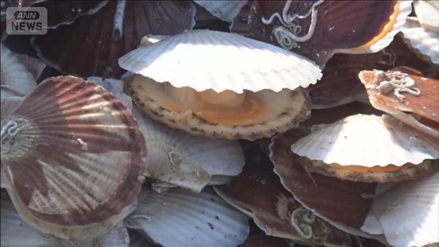青森・陸奥湾ベビーホタテ水揚げ半減　高水温で稚貝大量死、成長が遅れる
