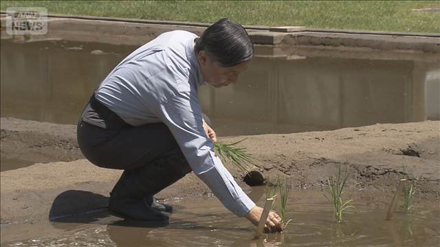 天皇陛下　皇居の水田で「お田植え」