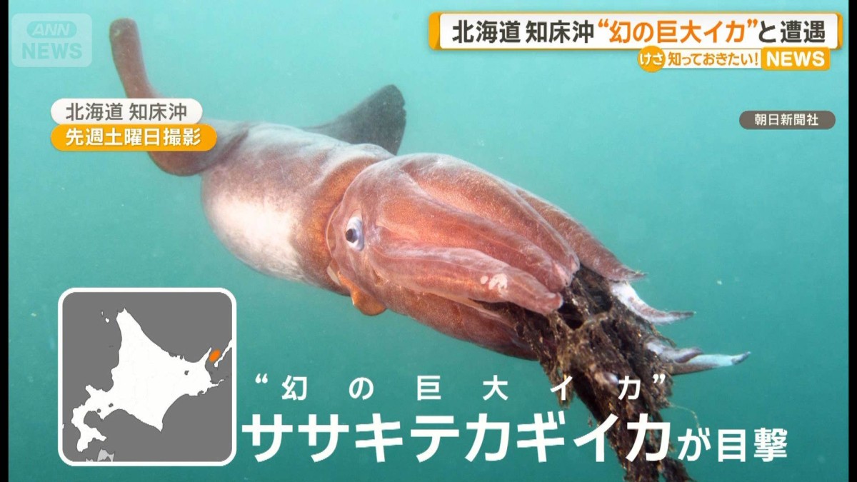 イカかデスかページ 北海道・知床沖“幻の巨大イカ”ササキテカギイカと遭遇 産卵のために
