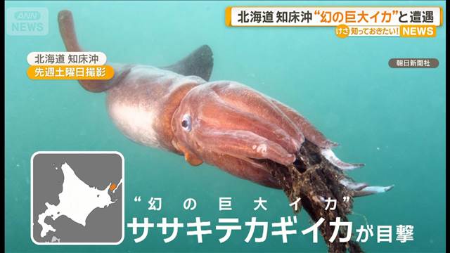 北海道・知床沖“幻の巨大イカ”ササキテカギイカと遭遇　産卵のために深海から浮上