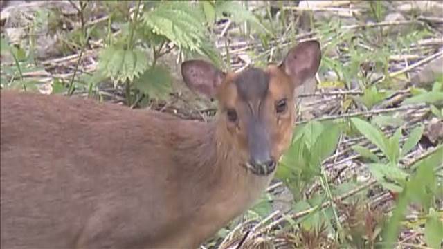 茨城県にキョン　2年5カ月ぶりに確認　定着阻止のため目撃情報に2000円の報奨金