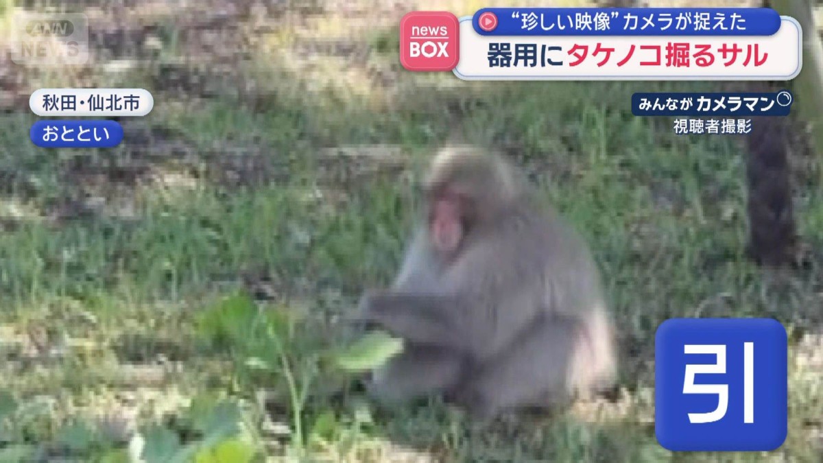 旬のタケノコ泥棒　犯行の瞬間　カメラが捉えた“器用に掘るサル”