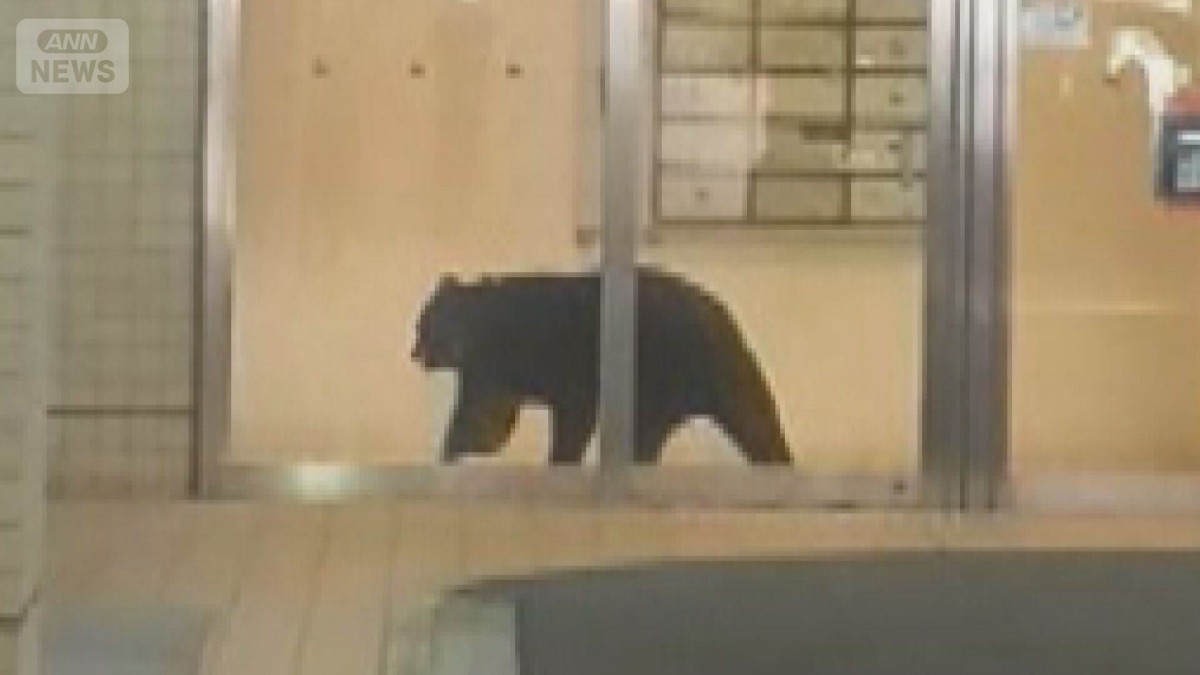 青森市中心部の商業ビルにクマ　県庁近く、繁華街騒然　わな設置も3時間後に銃で駆除