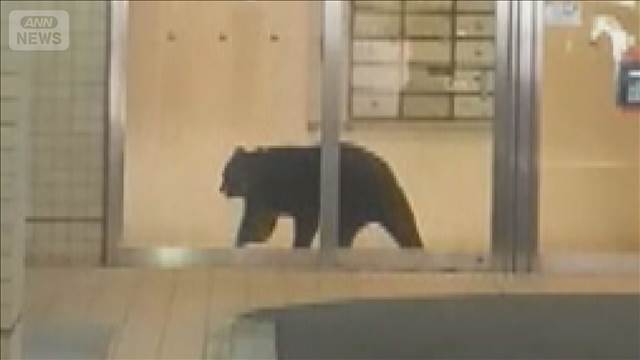 青森市中心部の商業ビルにクマ　県庁近く、繁華街騒然　わな設置も3時間後に銃で駆除