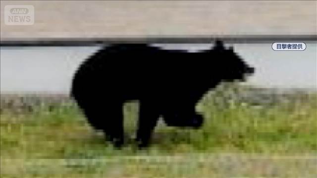 クマが住宅街や道路で…　福島県内で出没相次ぐ