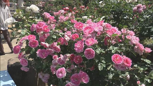 250種類のバラが見ごろ 観光客にぎわう　山梨・甲州市