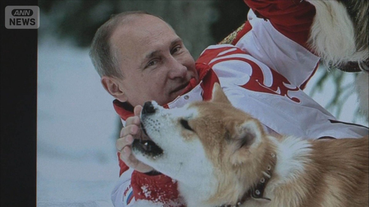 プーチン氏に贈呈秋田犬「ゆめ」死ぬ　震災支援のお礼　大統領府「高齢のため」