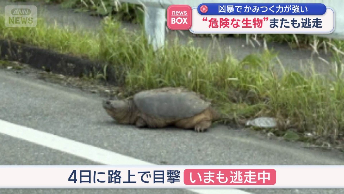 “危険な生物”「カミツキガメ」“鋭い爪”近づかないで　熊本
