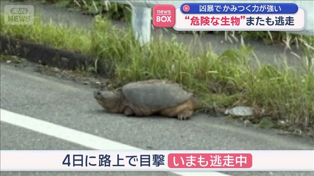 “危険な生物”「カミツキガメ」“鋭い爪”近づかないで　熊本