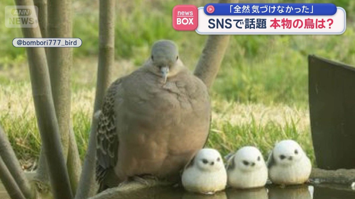 「全然気付けなかった」SNSで話題　本物の鳥は？