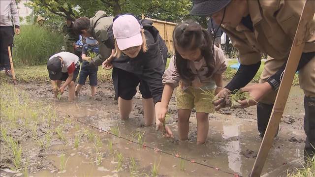 六本木ヒルズで恒例の田植え　今年は愛媛の品種「ひめの凜」