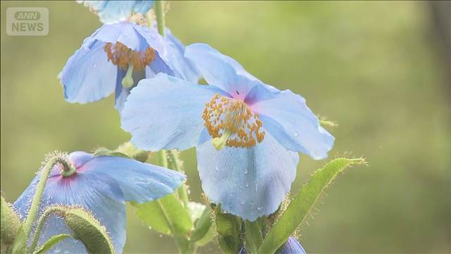 幻の青いケシの花が見ごろ ヒマラヤ山脈に自生　山梨・清里高原