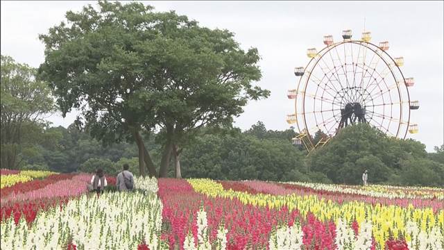 初夏の風景に色鮮やか　「東京ドイツ村」でペチュニアとキンギョソウが見頃