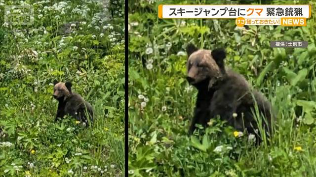 スキージャンプ台付近にクマ　体長1.1mのメス、緊急銃猟で駆除　北海道士別市