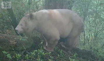 飼い主証言 クマがネコを「食べていた」 “屋根クマ”6時間半＆「子グマ