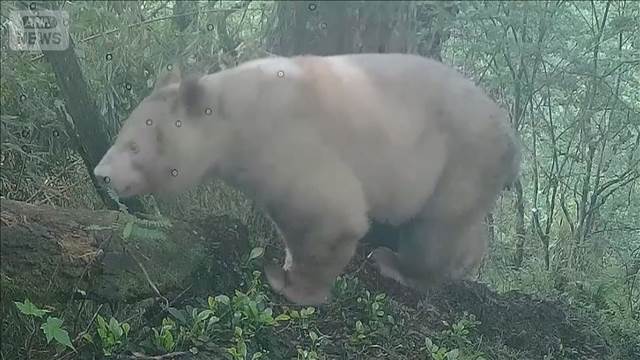 “野生の白いパンダ”映像公開　世界唯一か マーキングも…中国