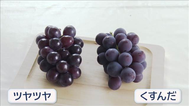 「ツヤツヤ」と「くすみ」どっち買う？　ブドウ“今年お買い得”なぜ