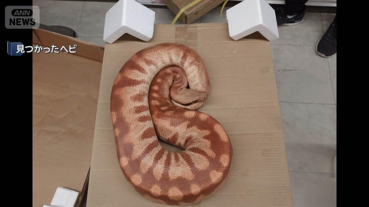 体長1m太さ15cm“脱走ヘビ”発見 新潟・上越市