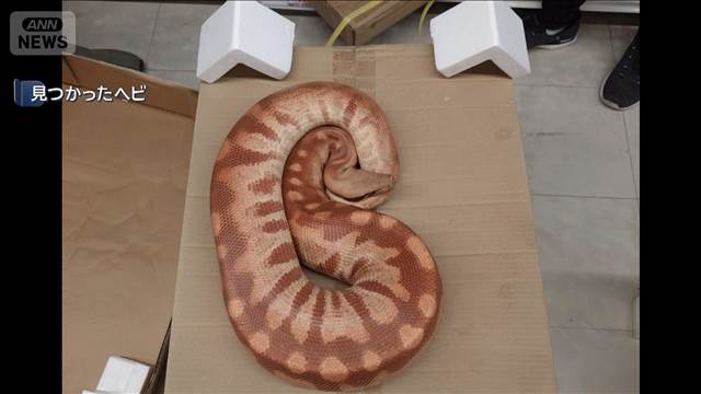 体長1m太さ15cm“脱走ヘビ”発見　新潟・上越市