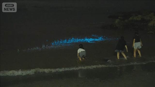 白波に混じって青白い帯状の光が… 海岸に「夜光虫」発生　神奈川・横須賀市