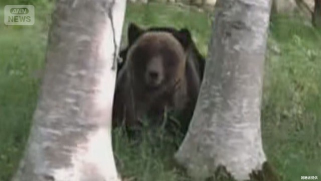 子グマが住みついた？市街地で目撃5倍なぜ