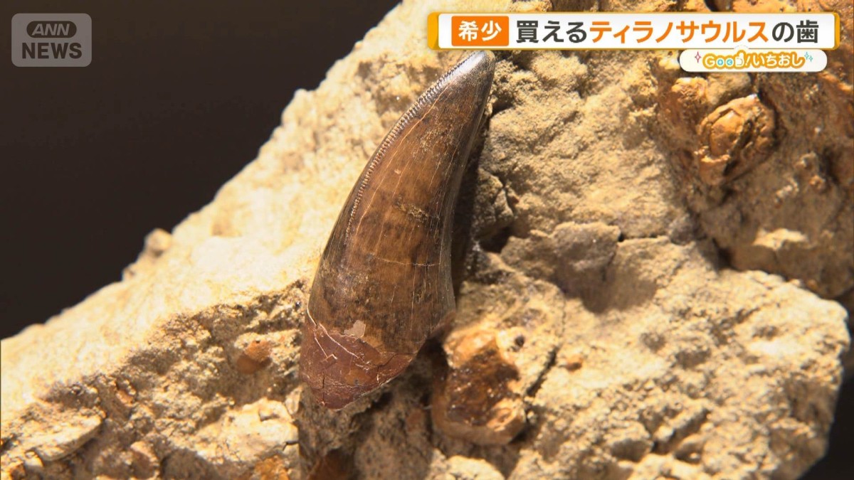希少な化石が買える店 ティラノサウルスの歯 6千万年前の樹液も