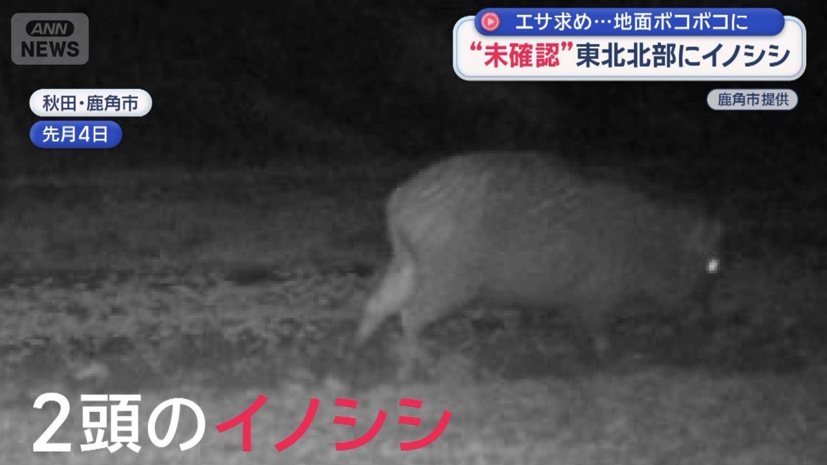 エサ求め…地面ボコボコに　これまで“未確認”東北北部にもイノシシ