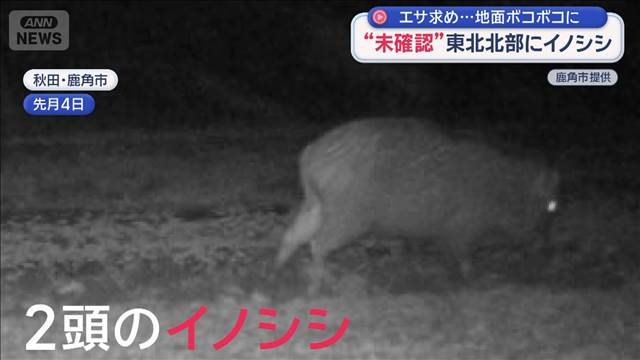 エサ求め…地面ボコボコに　これまで“未確認”東北北部にもイノシシ