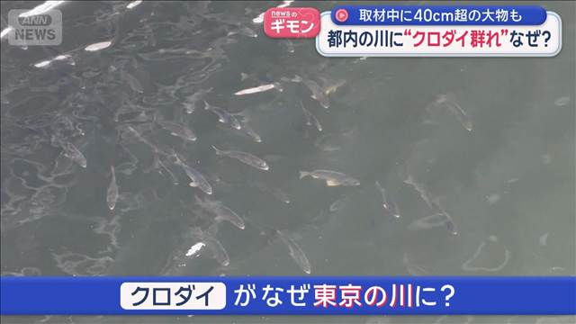 取材中に40cm超の大物も　都内の川に“クロダイ群れ”なぜ？