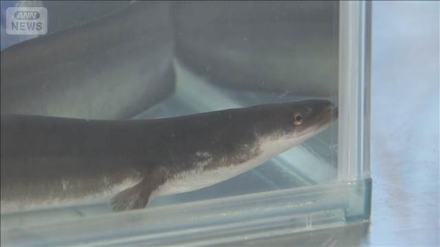 世界初「完全養殖ウナギ」　あすから試験販売開始