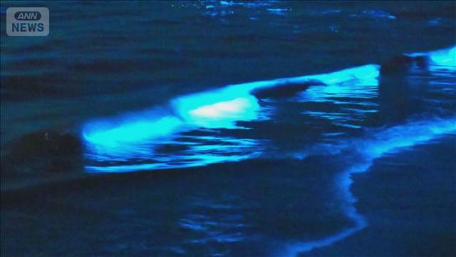 夜光虫に見物客殺到　渋滞トラブル　愛知・蒲郡市が注意喚起「海の状況戻り見れない」