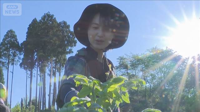 香りを楽しむ食用のバラ 「食香バラ」摘み取り体験　富山・射水市